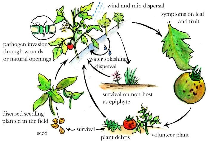 Figure 10. Bacterial spot of tomato disease cycle.